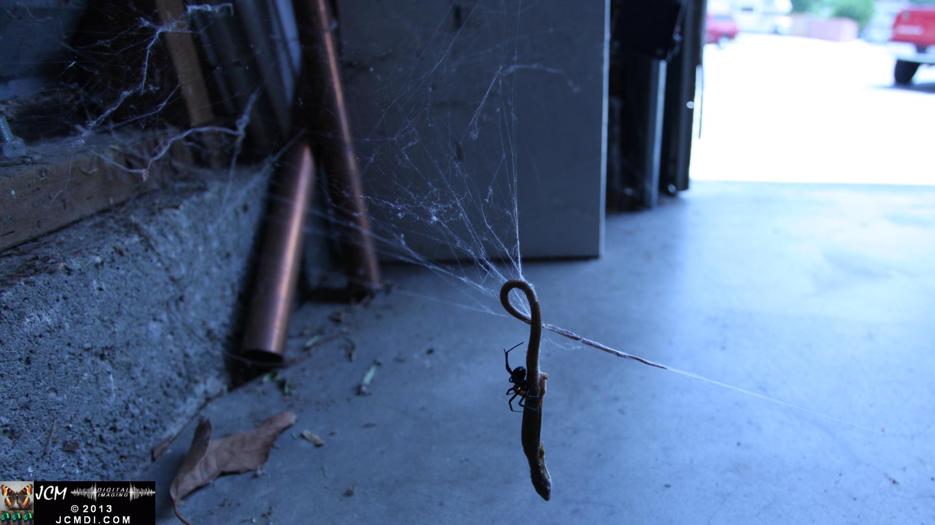 Black Widow vs (and EATS) Alligator Lizard